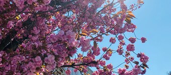 Hotel am Rhein - Wesseling