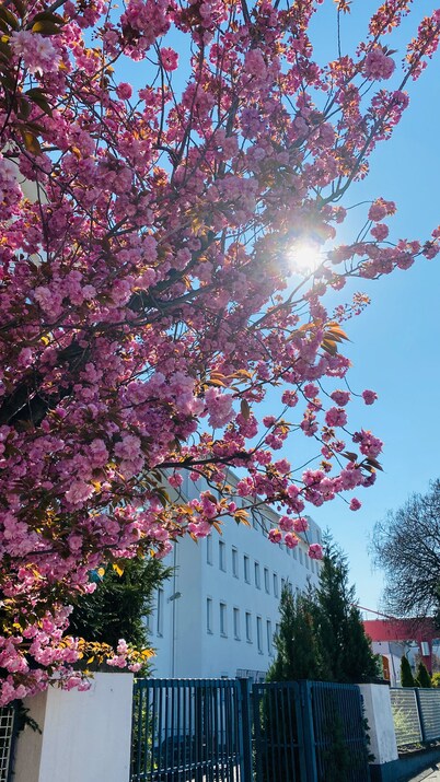 Hotel am Rhein - Wesseling