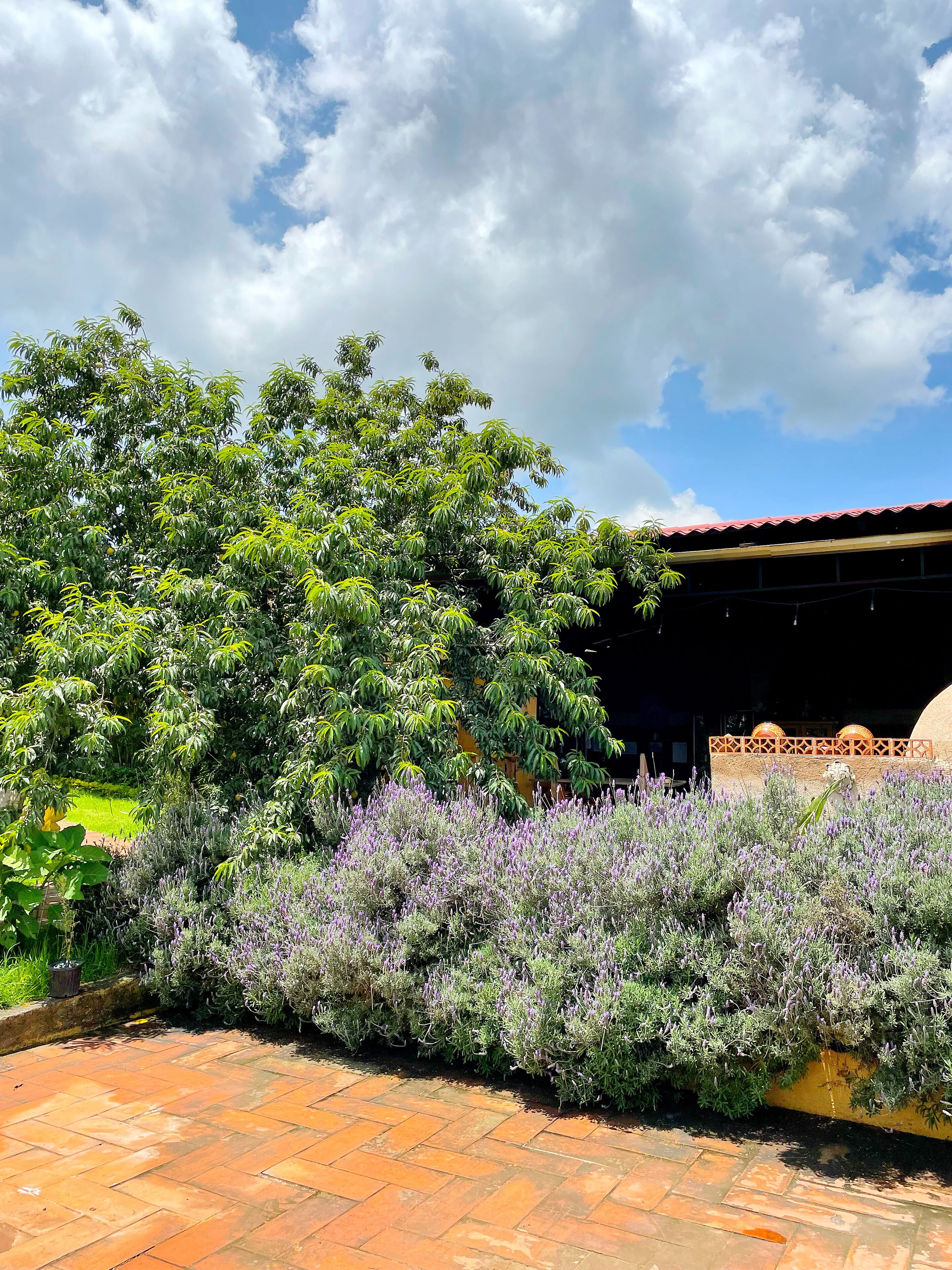 A garden with a variety of plants and a paved walkway.