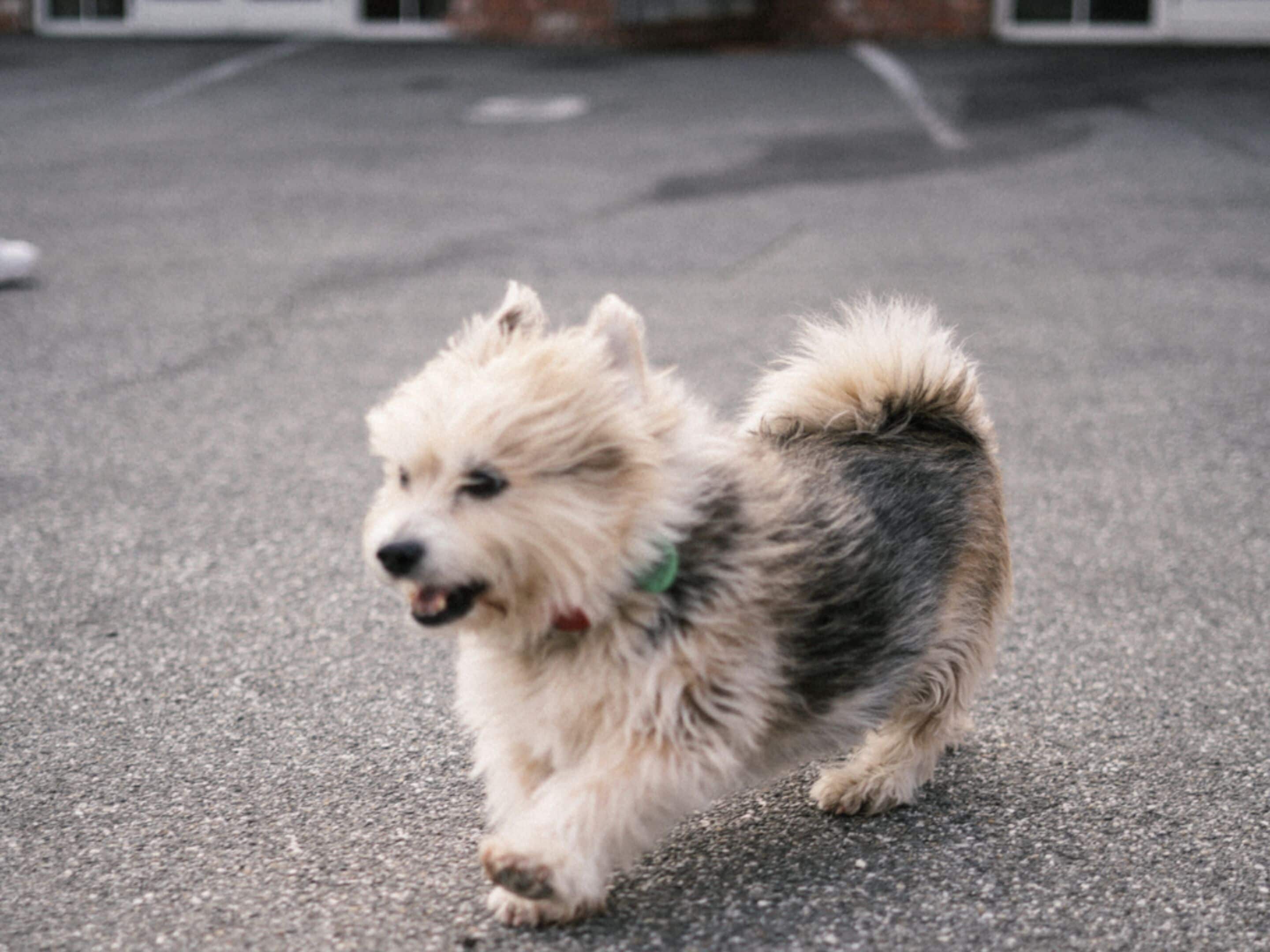 A small, fluffy dog with a white and brown coat running on a paved surface.