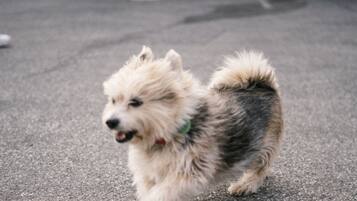 A small, fluffy dog with a white and brown coat running on a paved surface.
