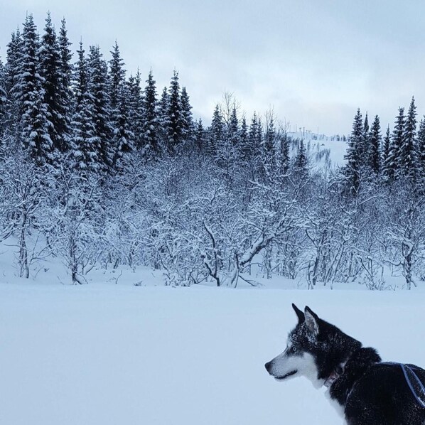 Snow and ski sports - Vestvatn - Arctic Cabins (Bodo)