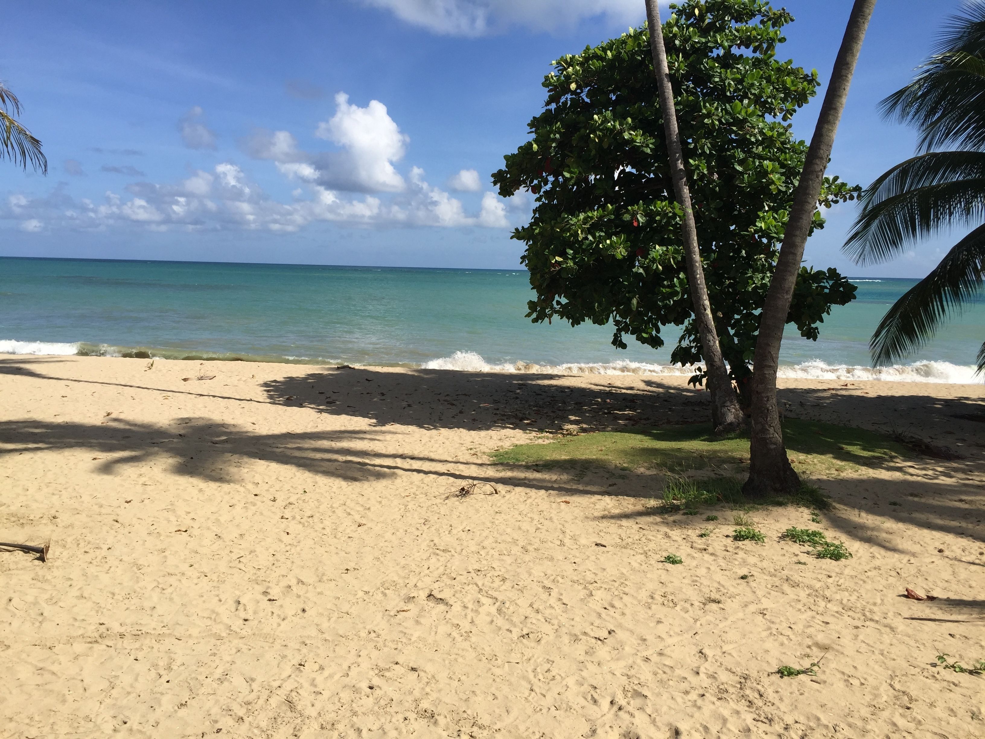 Une plage avec un palmier et une vue sur l’océan.