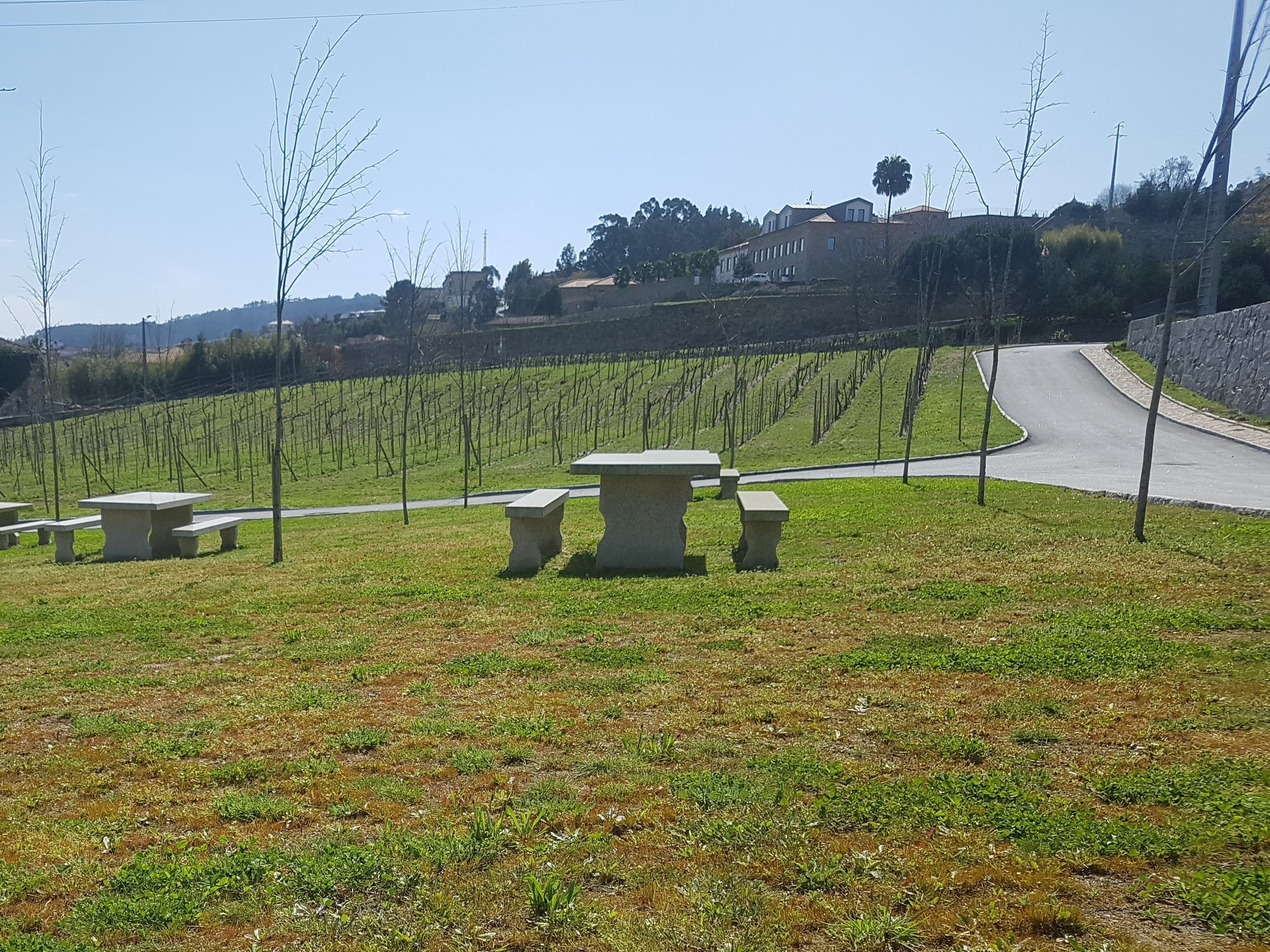 Viñedo con hileras de vides, un camino sinuoso y bancos de piedra.