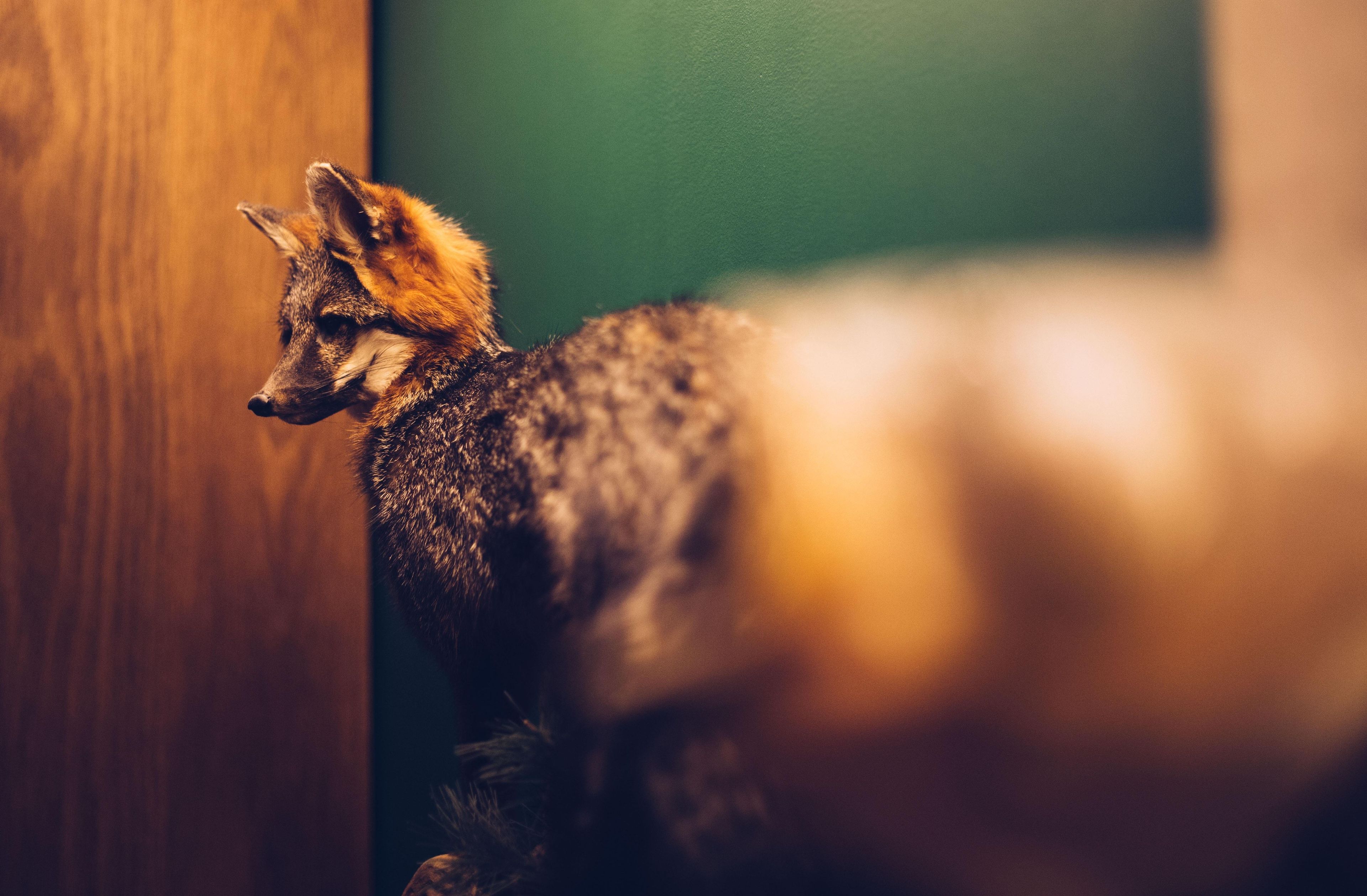 A fox near a wooden door with a blurred background.