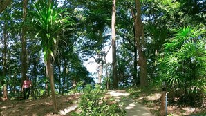 A pathway through a forested area with trees and a person walking. - Jungle Hill Beach Bungalow (Nuea Khlong)
