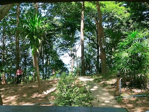 Un sendero serpentea por un área boscosa con árboles y una persona caminando.