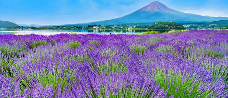 A field of purple flowers with a mountain in the background.