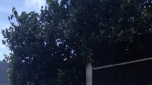 A white van parked in a lot with trees and a building in the background. - Jaya Phita Guest House (Kupang)