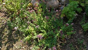 Un jardín con una estatua, rocas y diversas plantas.