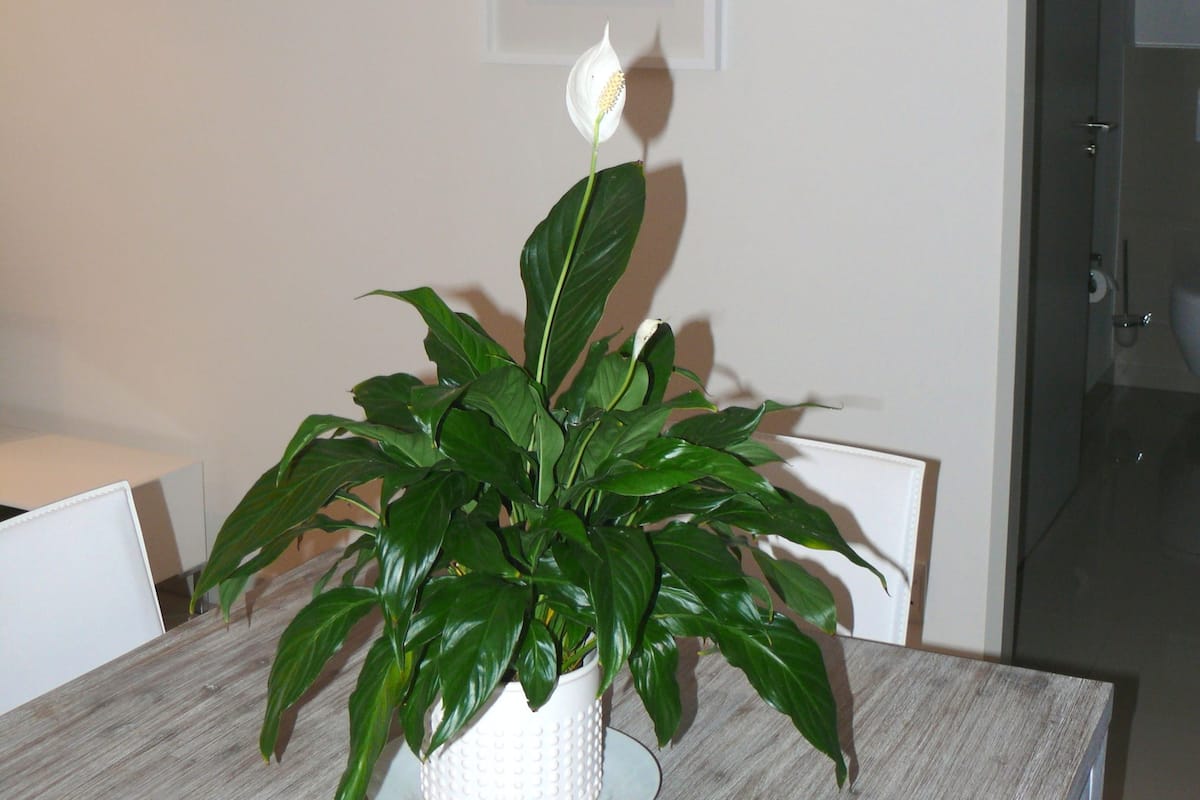 A dining table with a white pot of green plant and a white flower. There is a framed picture on the wall above the table.