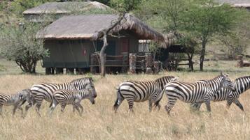 Lều phong cách cổ điển, 2 giường cỡ queen | Safari