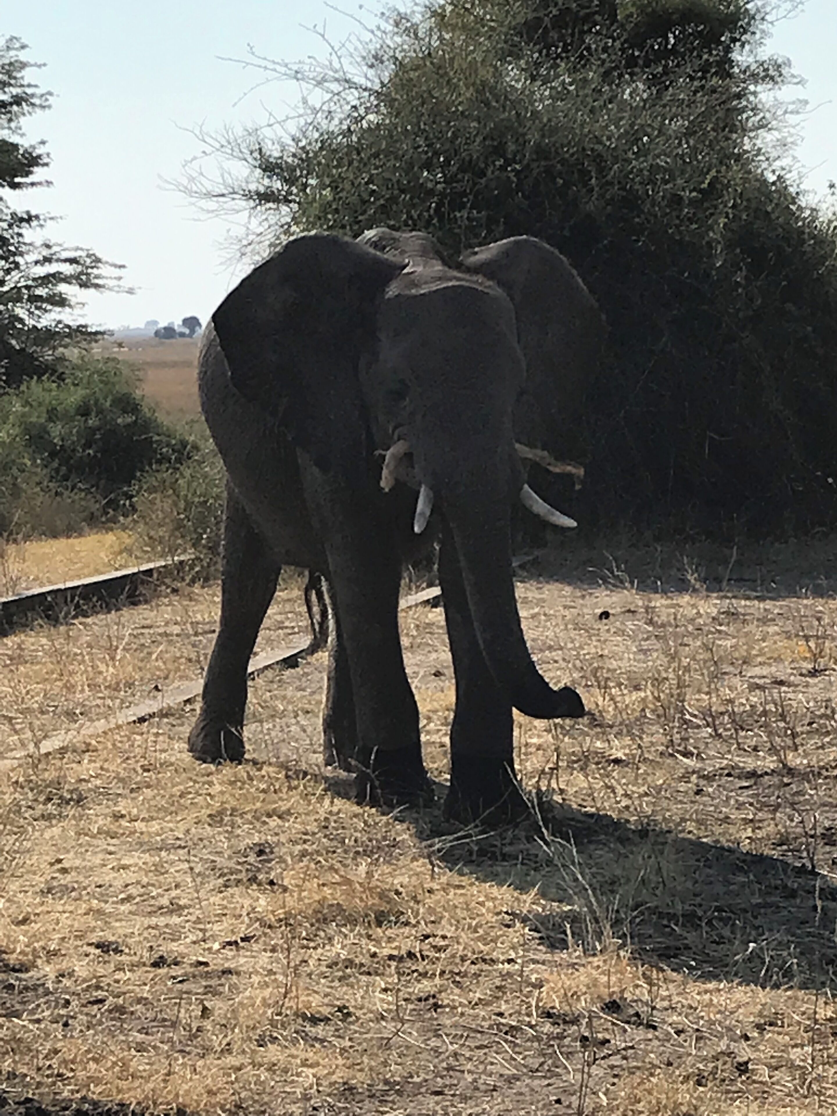 An elephant standing in a dry grass field with sparse trees in the background.