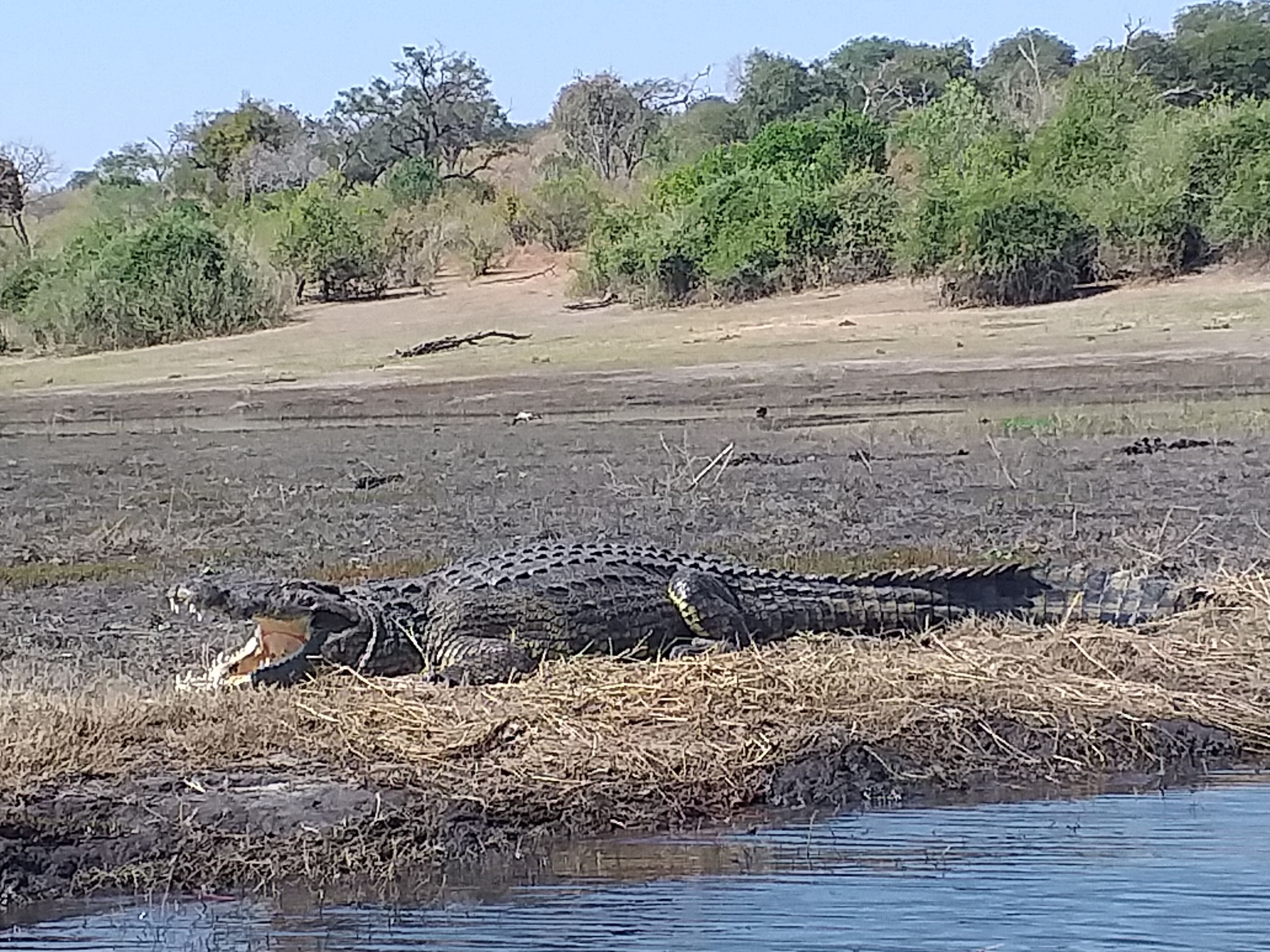 A crocodile resting on a grassy bank by a body of water.