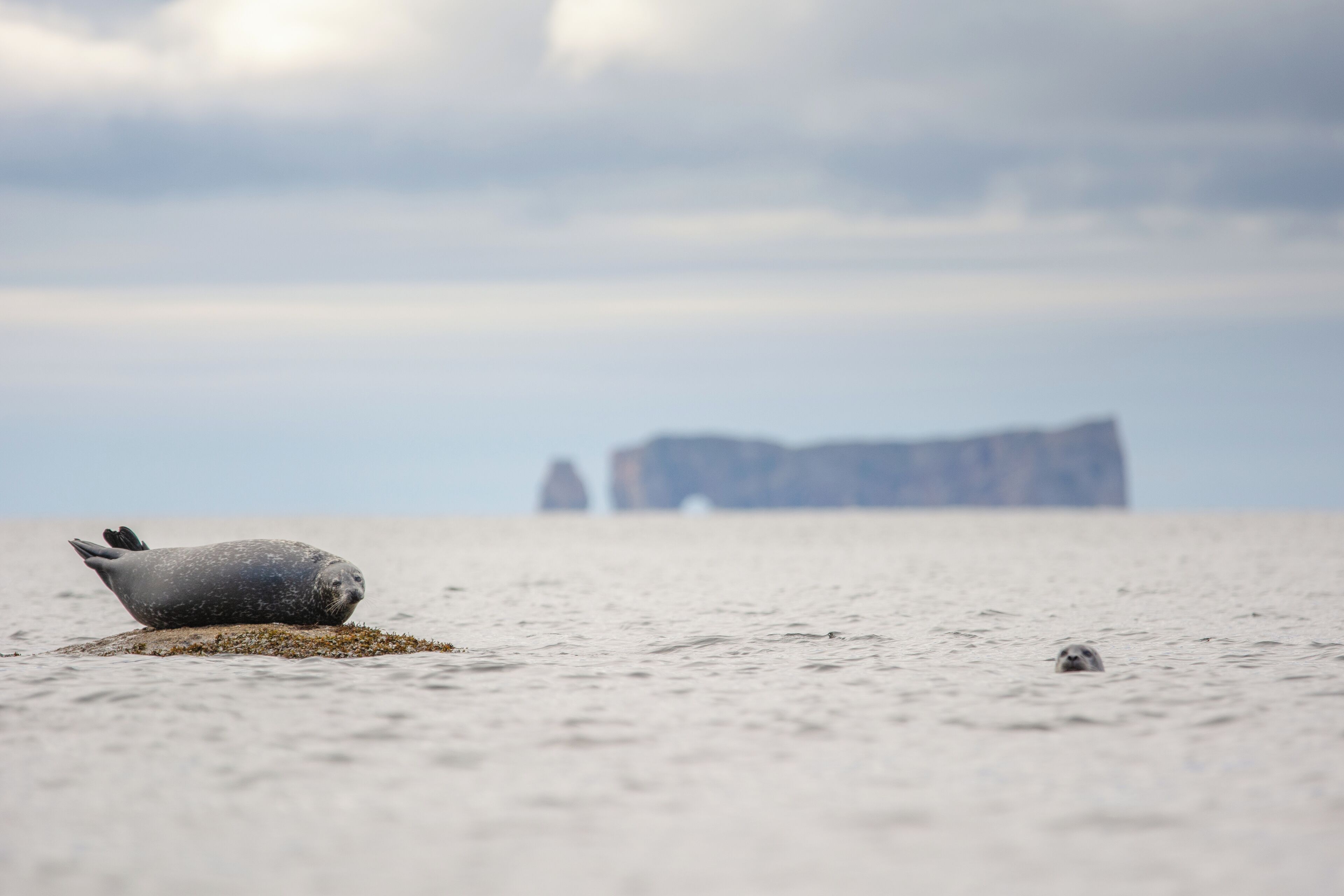 Un phoque sur un rocher dans l’eau, avec un iceberg visible au loin.