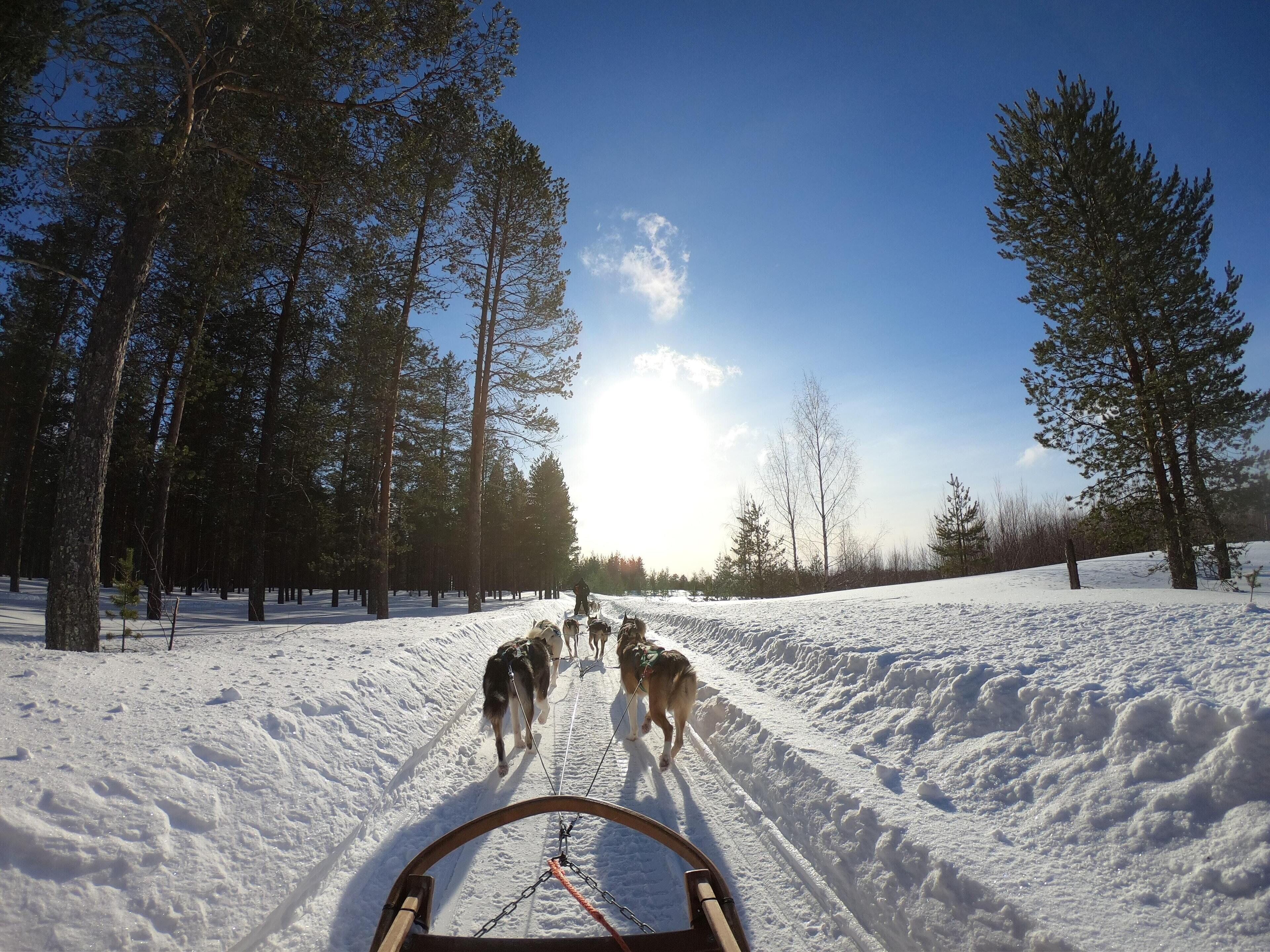 A snowy landscape with a sled being pulled by dogs, surrounded by trees.