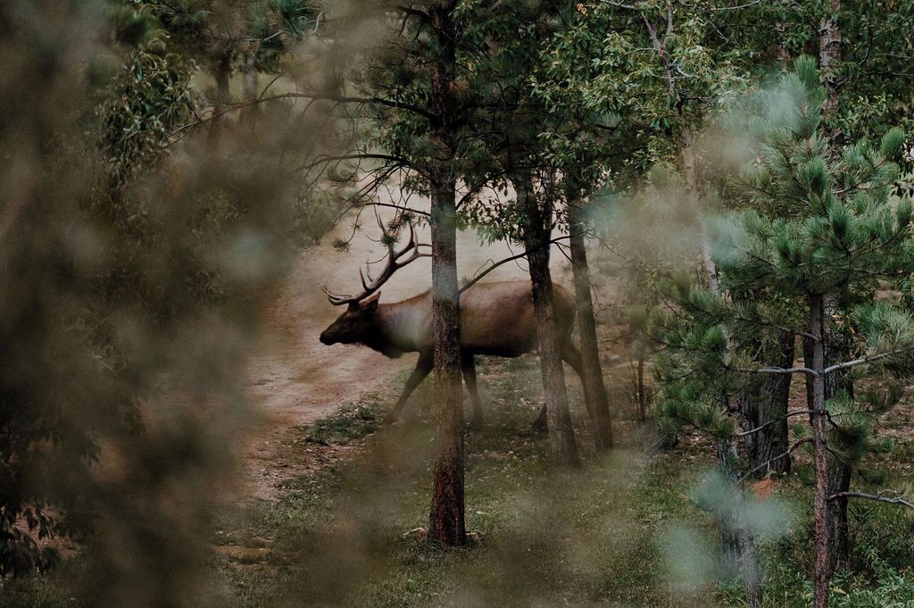 Escena de bosque con un gran alce al fondo.