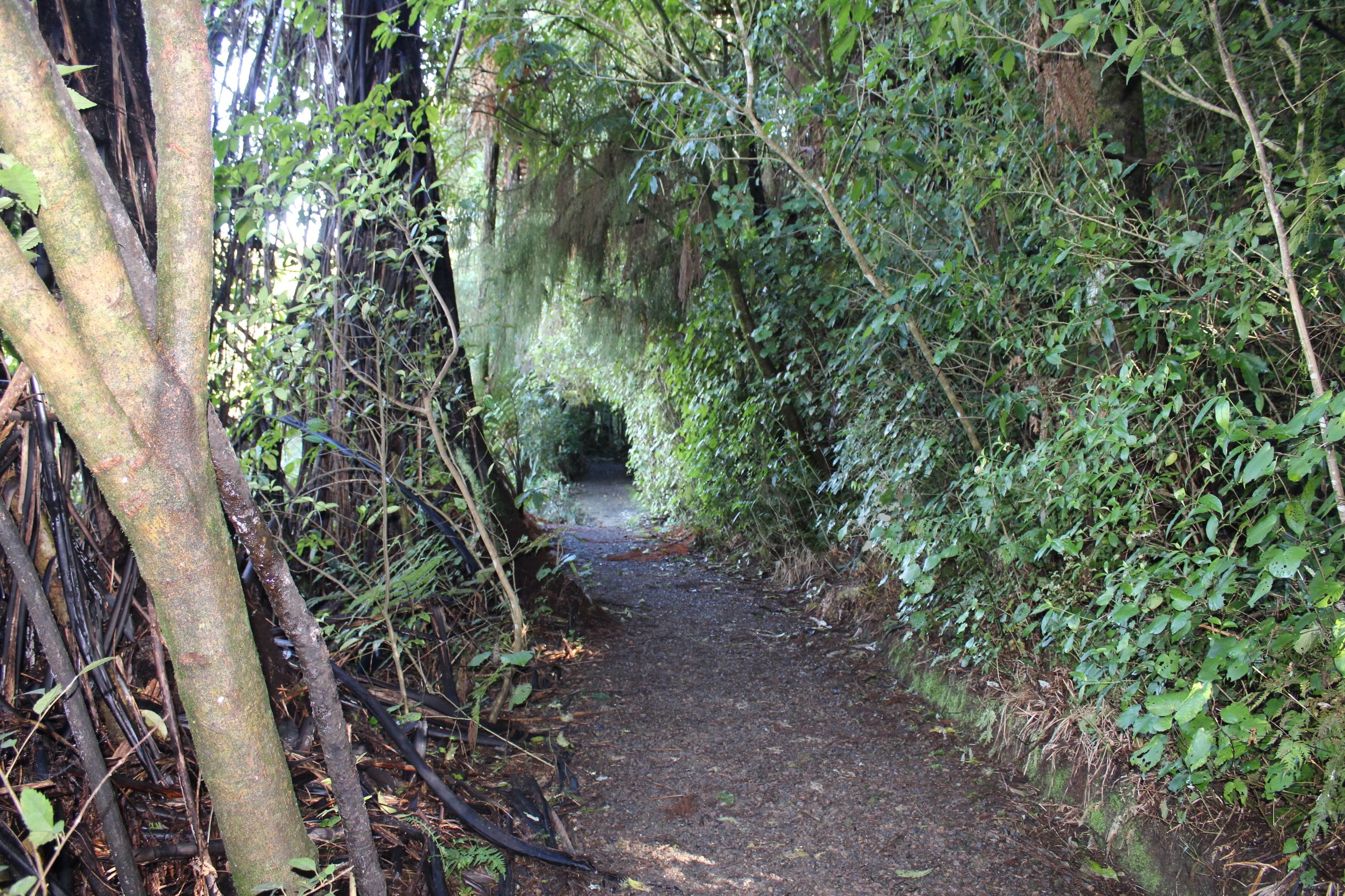 Un sendero estrecho en un bosque, rodeado de follaje y árboles densos.