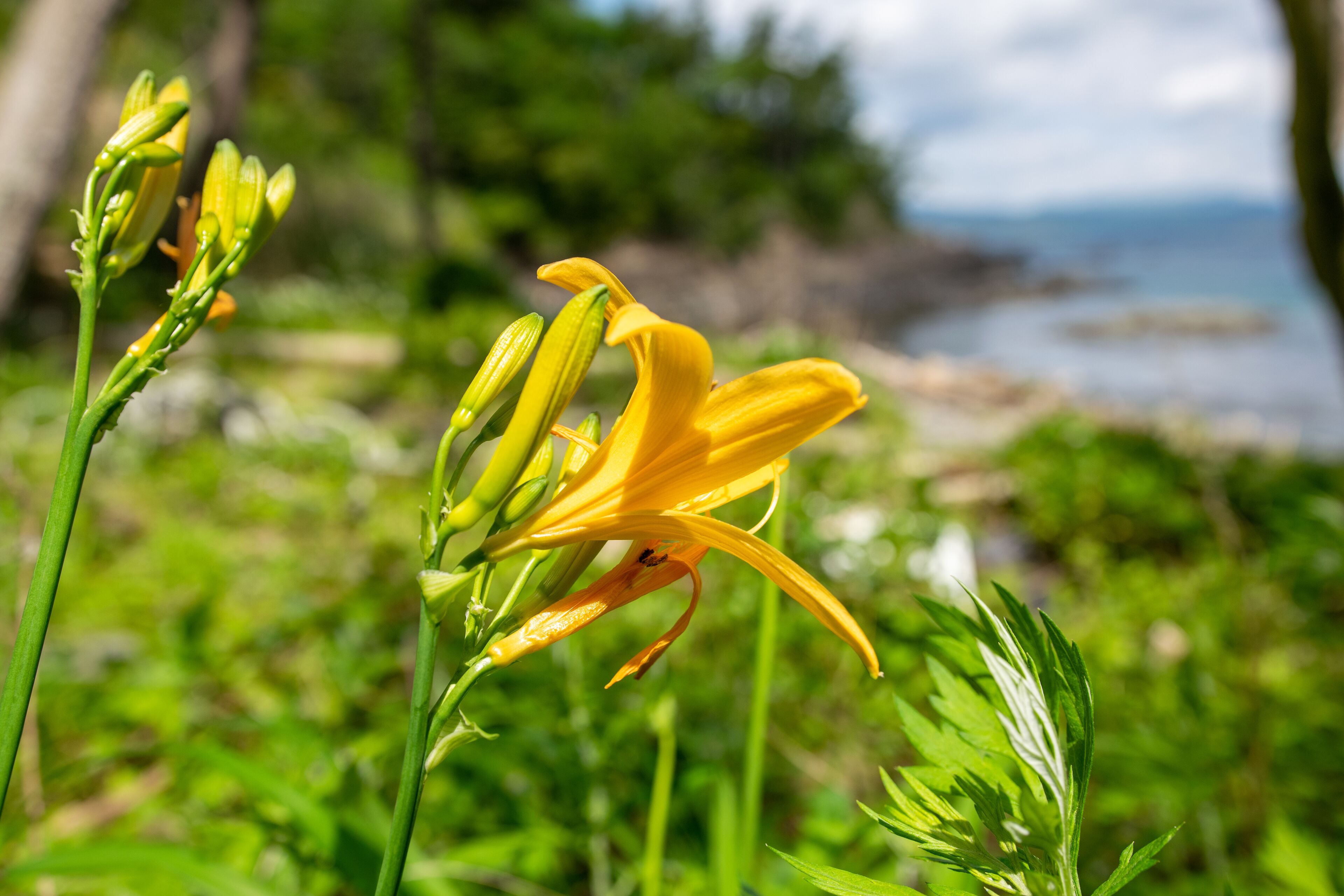 Une fleur dont les pétales et les feuilles sont clairement visibles, se détachant sur un paysage naturel verdoyant, avec une étendue d’eau en arrière-plan.