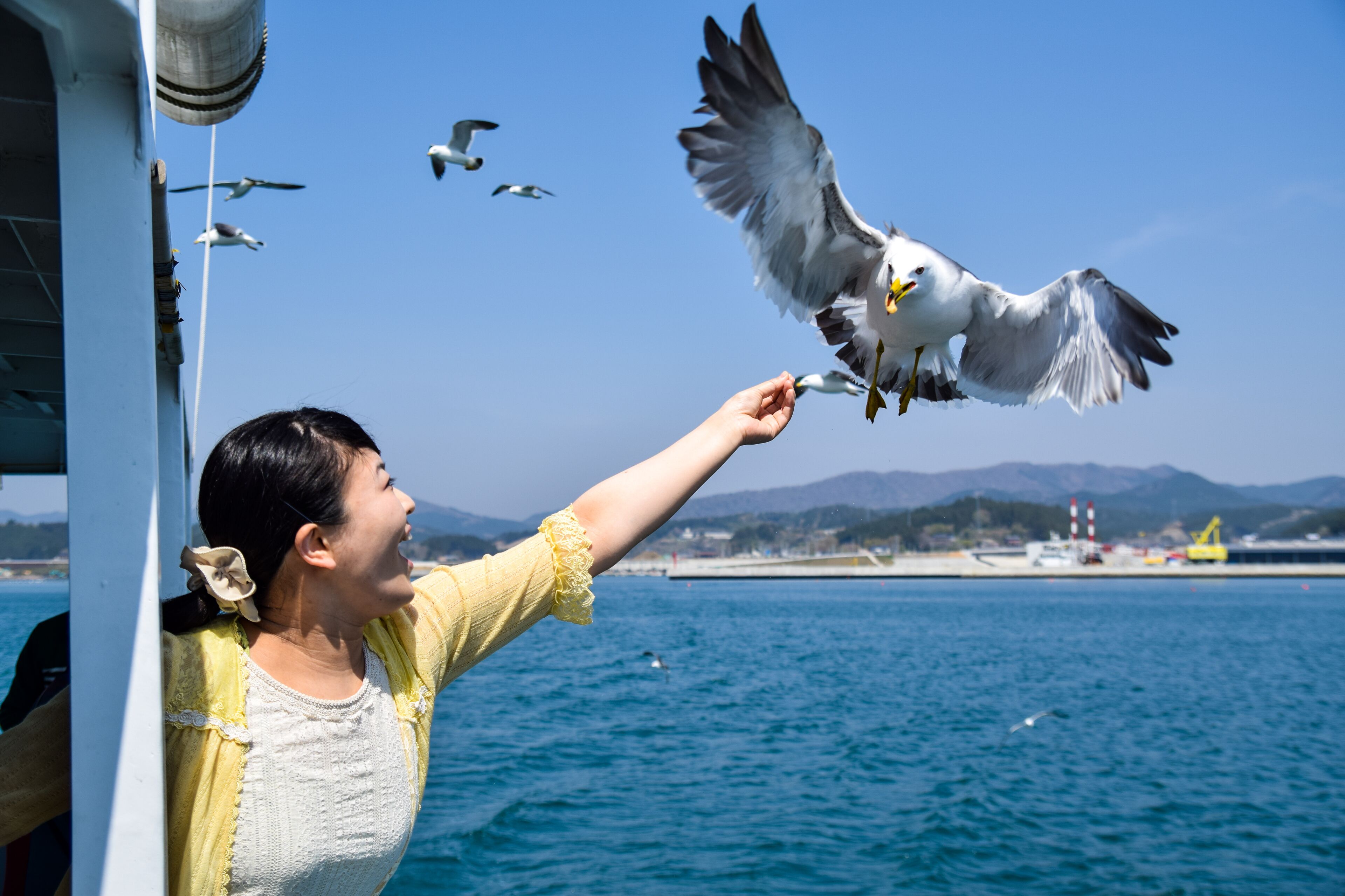 A person feeding a seagull on a boat with a clear view of the sea and distant mountains.