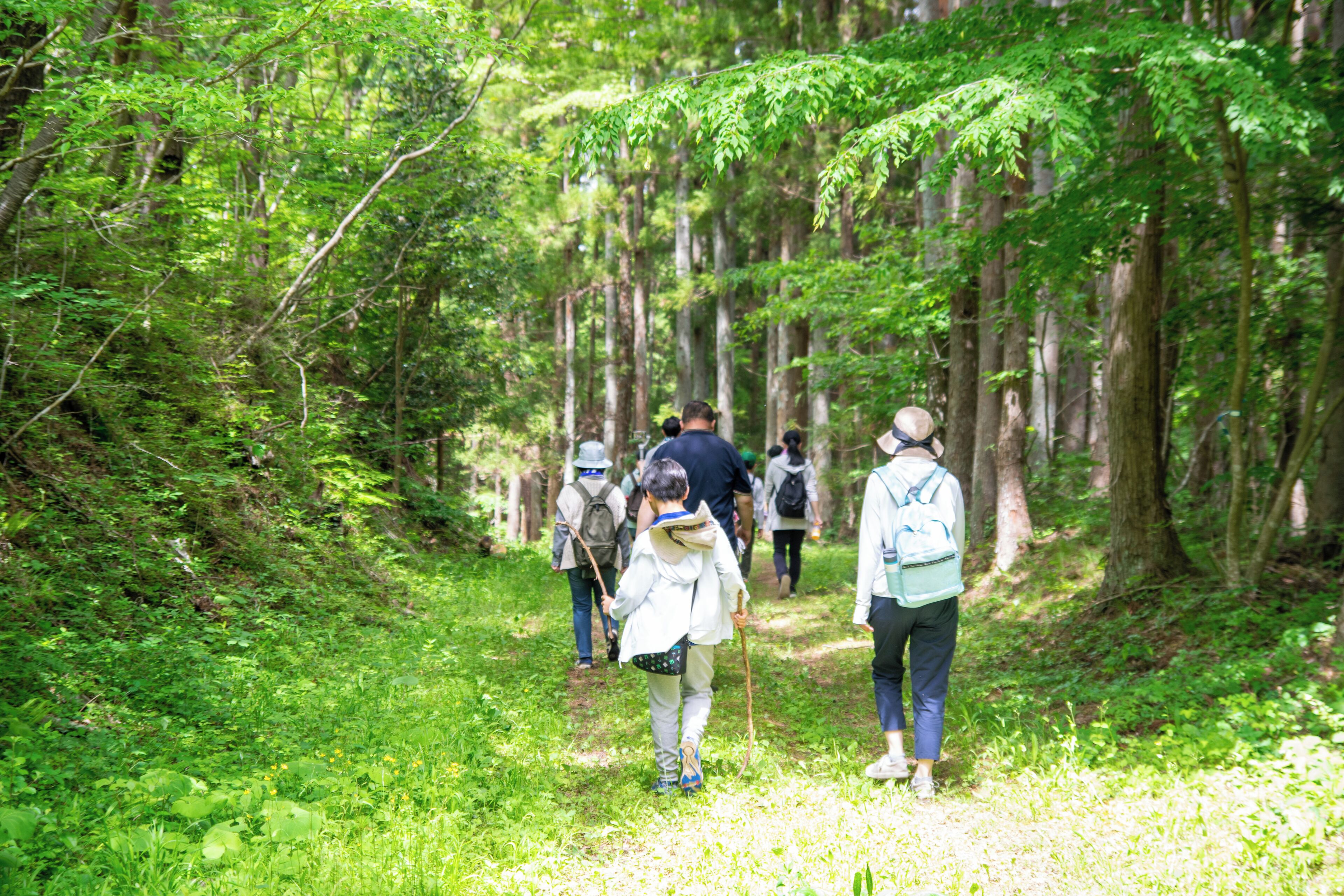 A forested path with people walking.