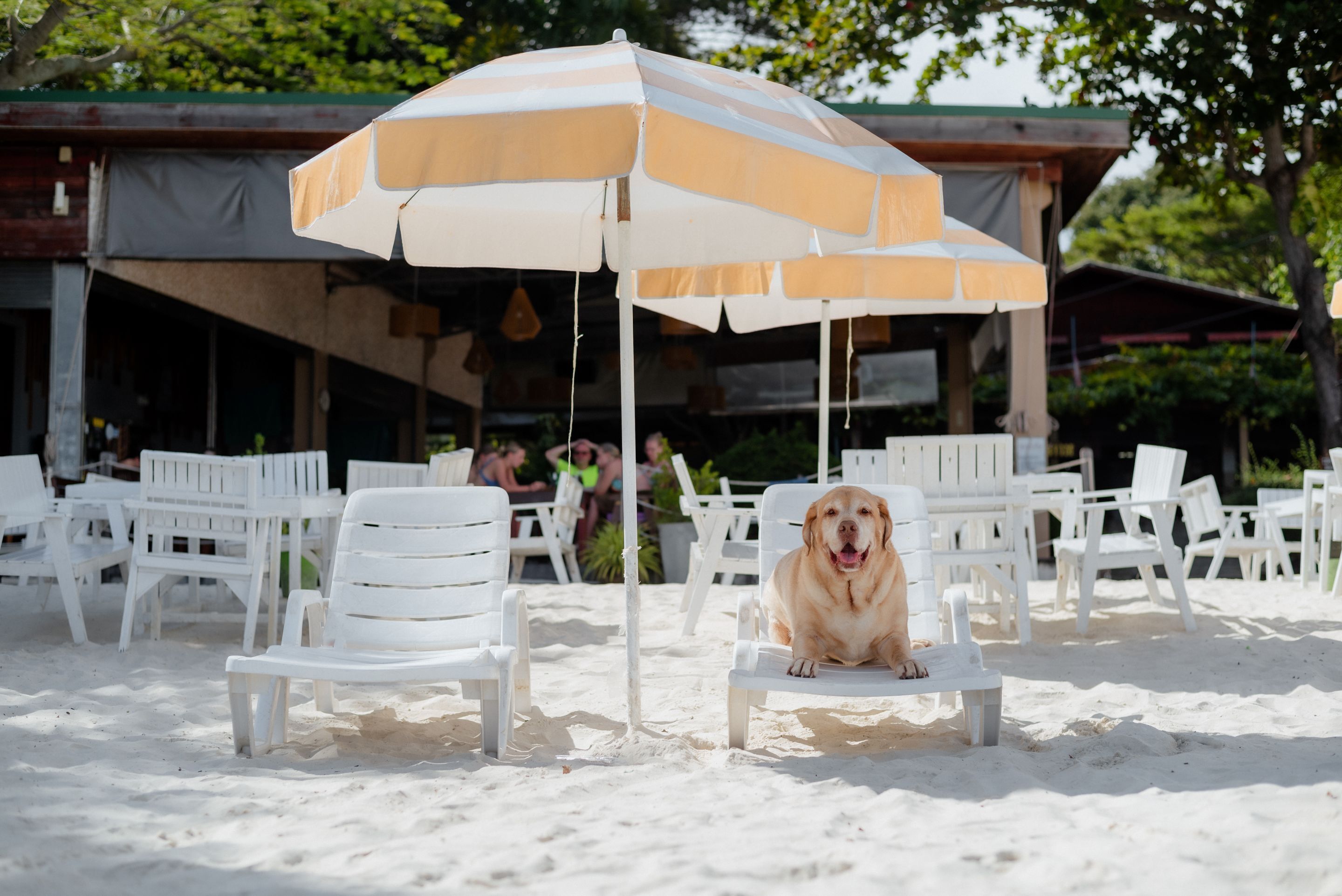 A beachside seating area with white chairs and a large striped umbrella.