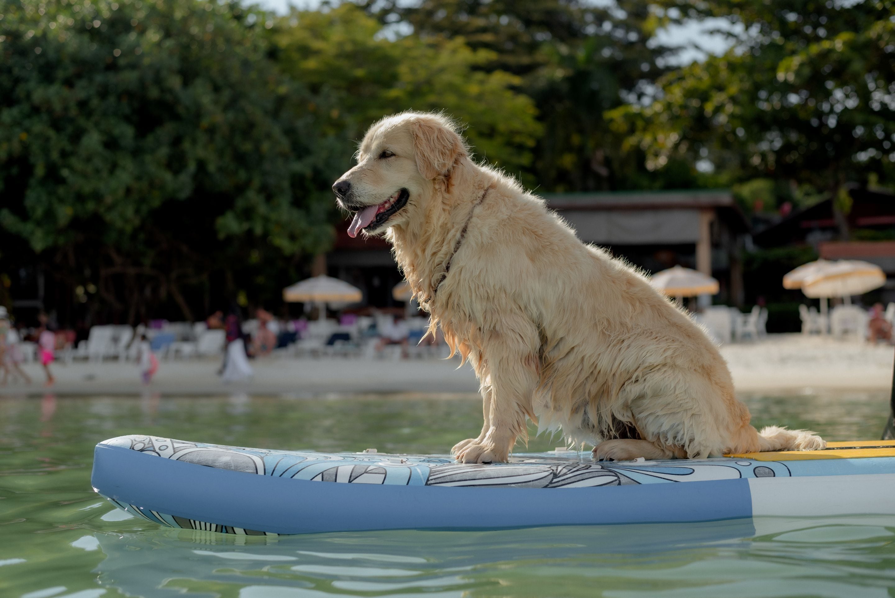 surfing/boogie boarding