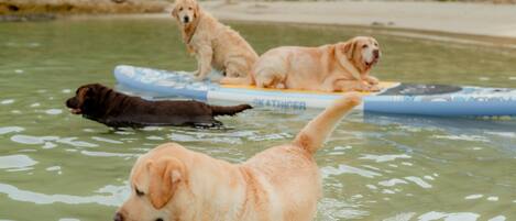 Three dogs in a swimming pool with a surfboard.