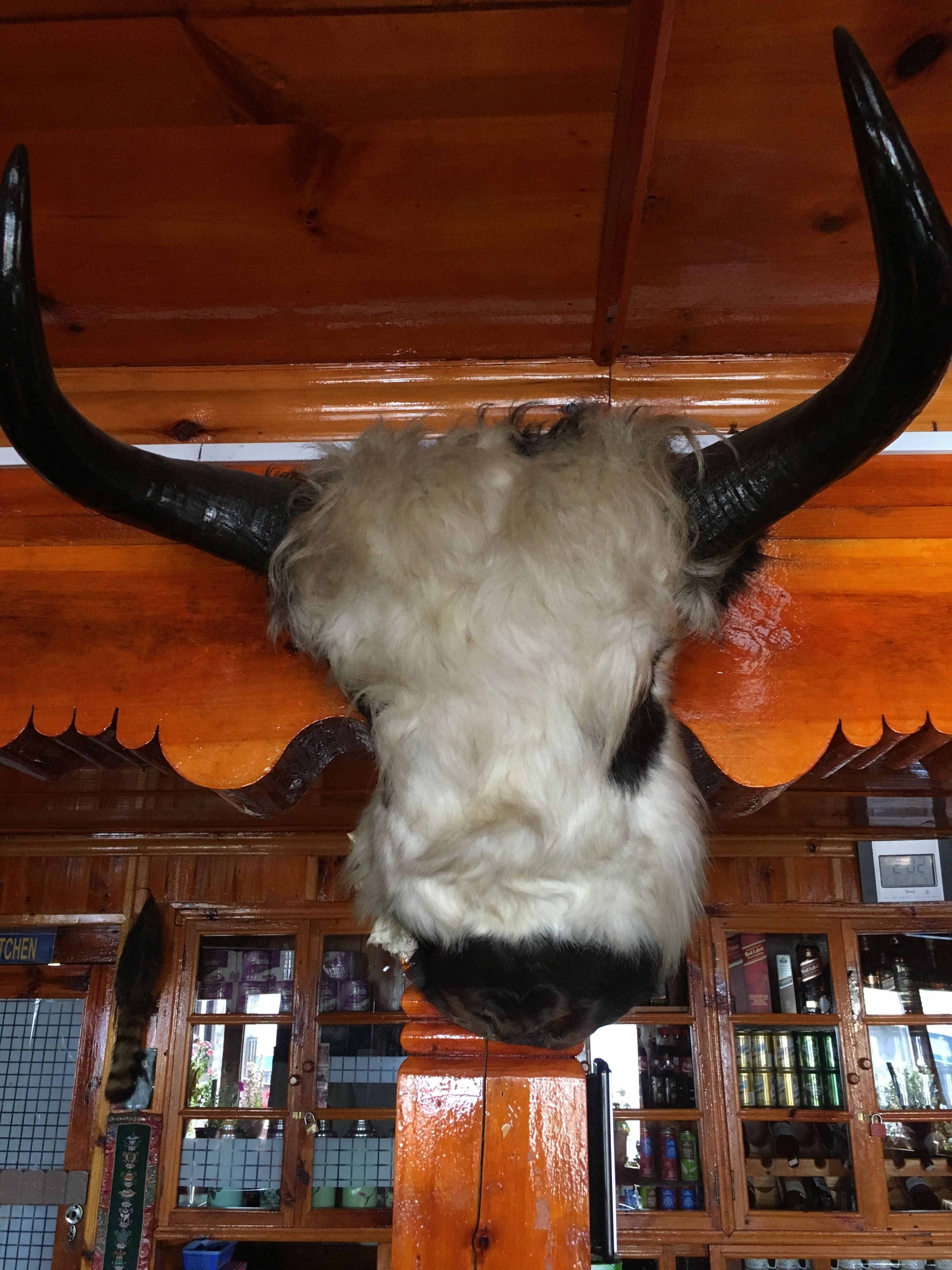 A bull's head mounted on a wooden structure with a tiled wall and shelves in the background.