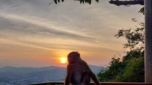 A monkey sitting on a ledge with a sunset in the background. - Pakta Phuket (Phuket)