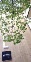Una rama de árbol con hojas verdes que cuelga sobre un suelo de hormigón. Abajo, hay un cartel negro con letras blancas que dice "HÖTORGET HOTEL HOSTEL".