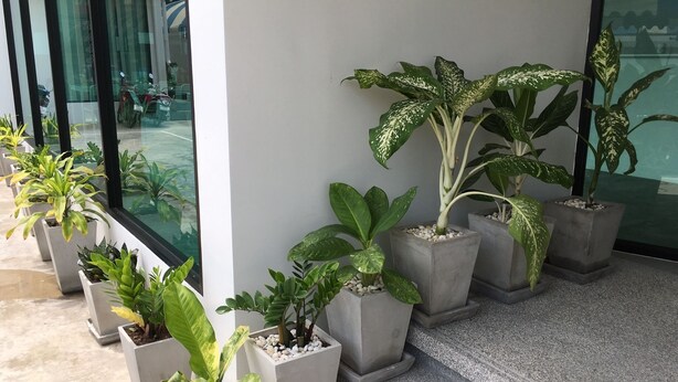 Uma fileira de plantas em vasos sobre um parapeito de concreto em frente a um edifício com grandes janelas.