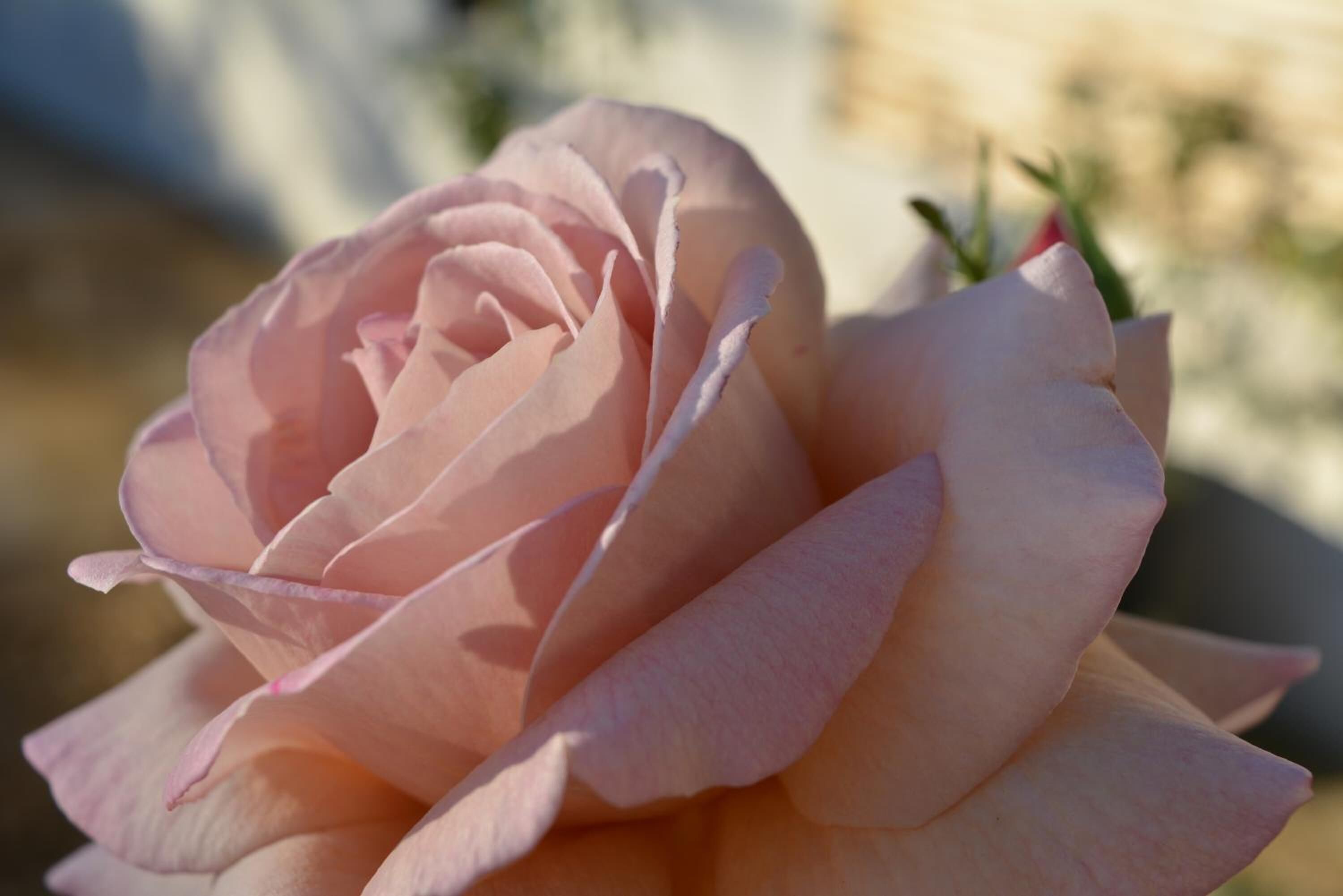 A close-up of a pink rose.