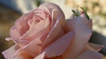A close-up of a pink rose.