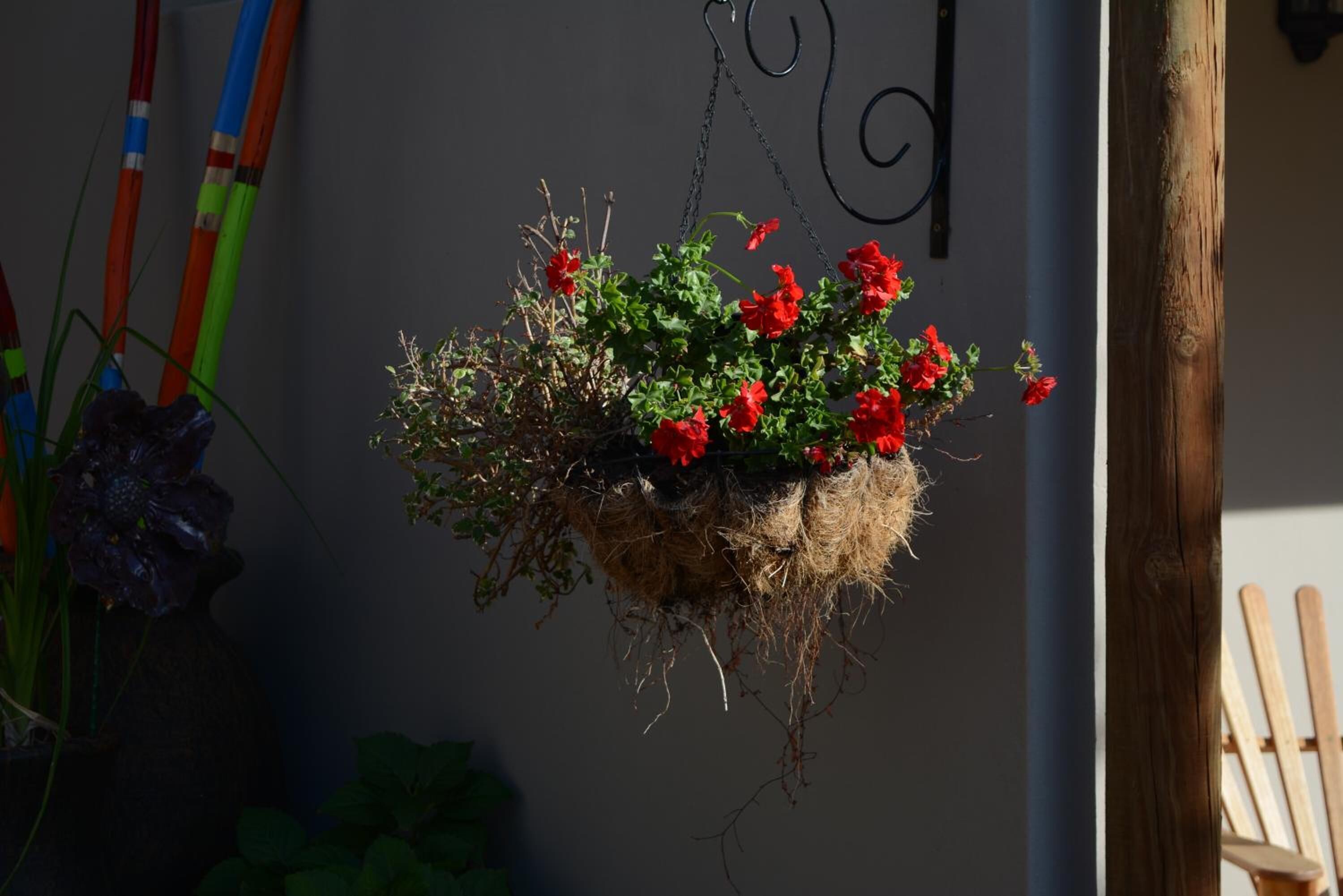 Una cesta colgante con flores rojas y follaje verde frente a una pared.