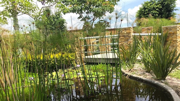 A pond with lily pads and a single water lily in the foreground. - Hotel JS (Yautepec)