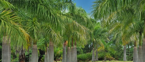 Un jardín con altas palmeras y un césped bien cuidado.