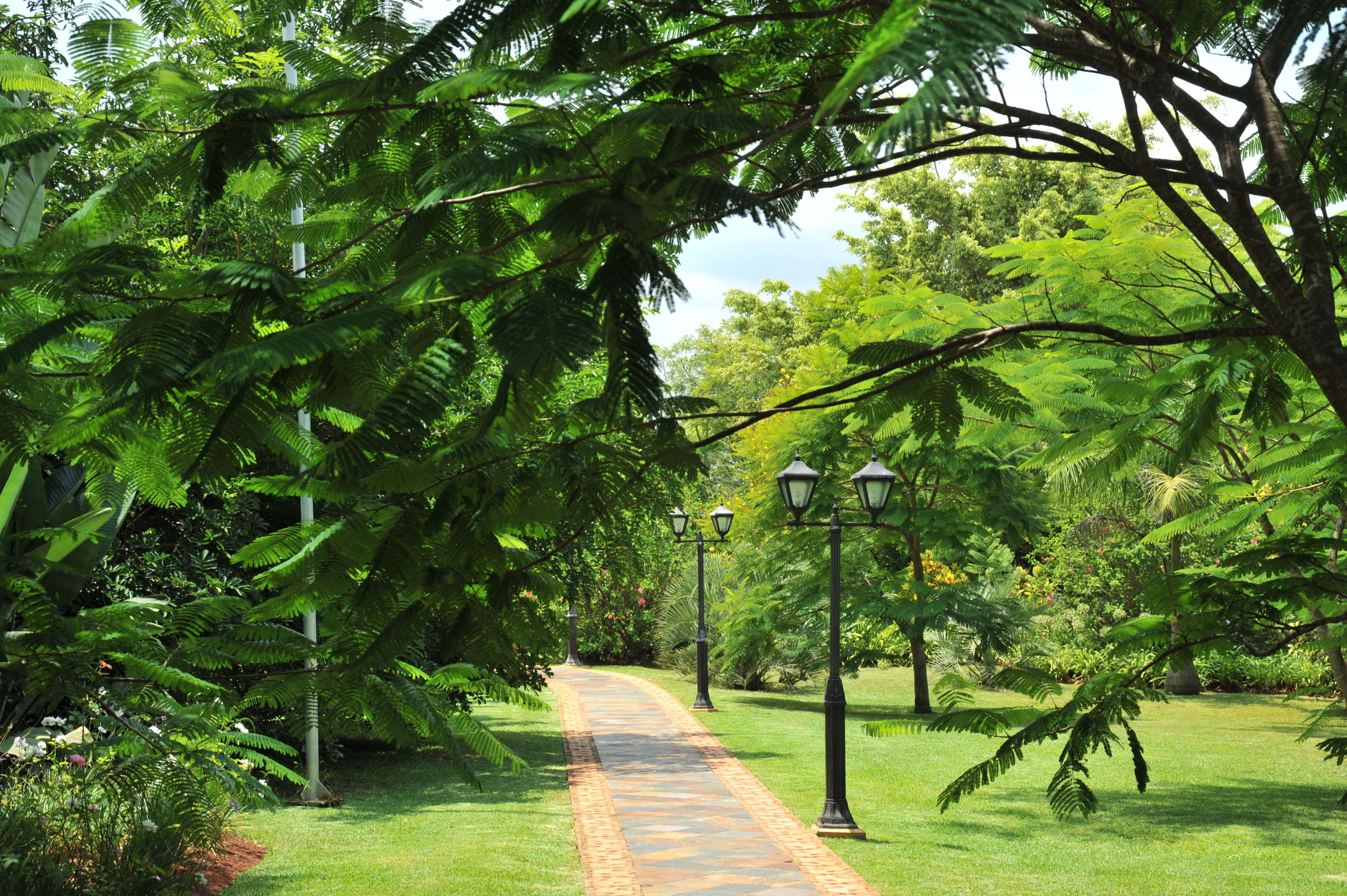 A pathway through a lush garden with ferns and trees, flanked by lamp posts.