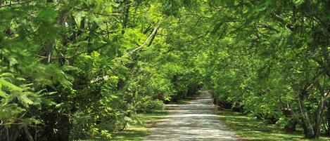 A paved pathway surrounded by dense green foliage.