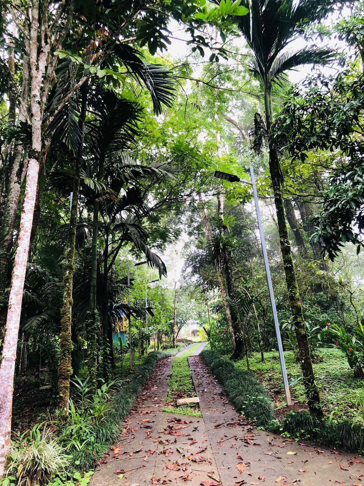 Uma trilha ladeada por árvores altas e vegetação densa, conduzindo a uma construção distante.