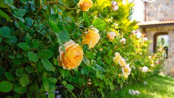A garden with yellow roses and green foliage.