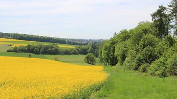 A rural landscape with fields of yellow flowers and green trees.