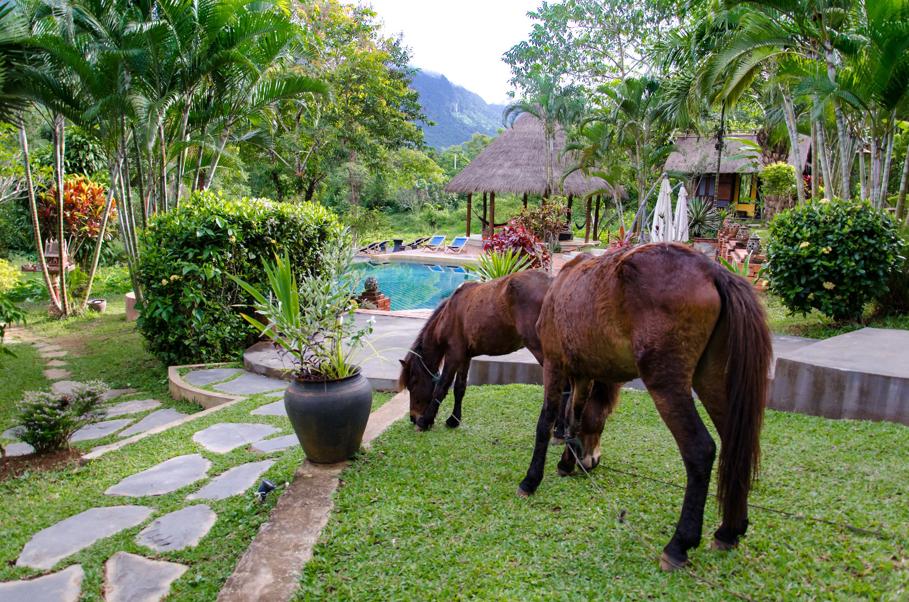 A horse grazing near a pool in a lush garden with a thatched-roof hut and lounge chairs.
