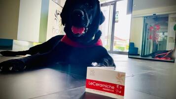 Aceita animais de estimação