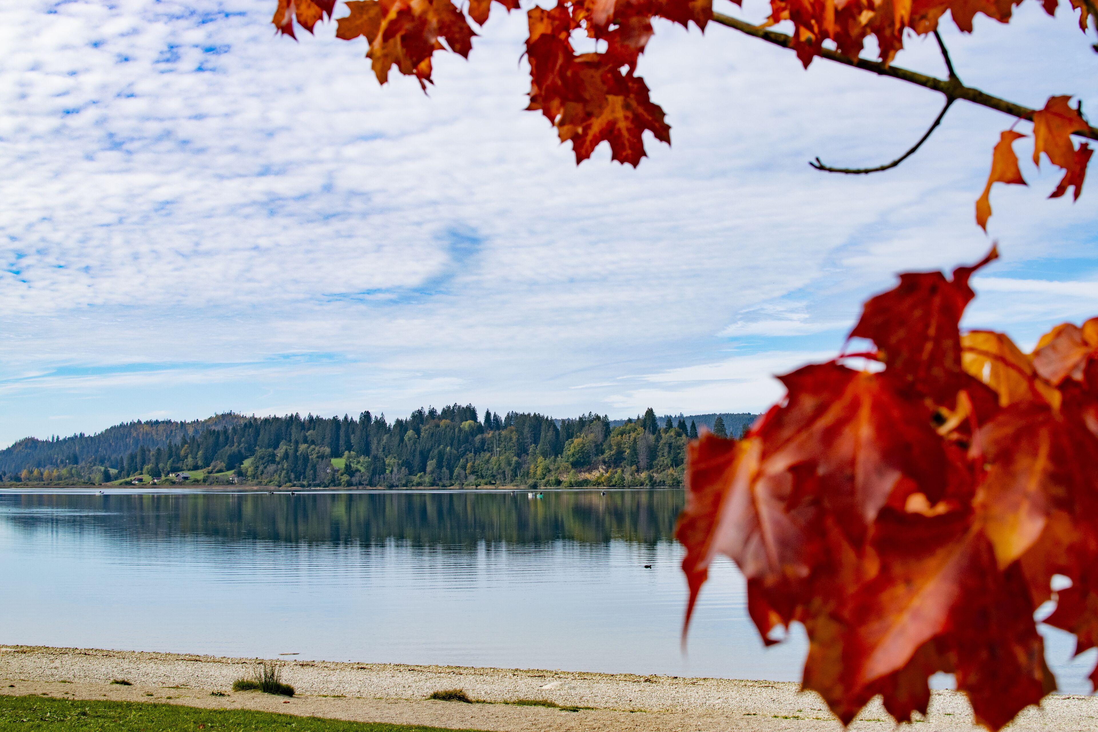 A lake with a forested shoreline and a clear sky.