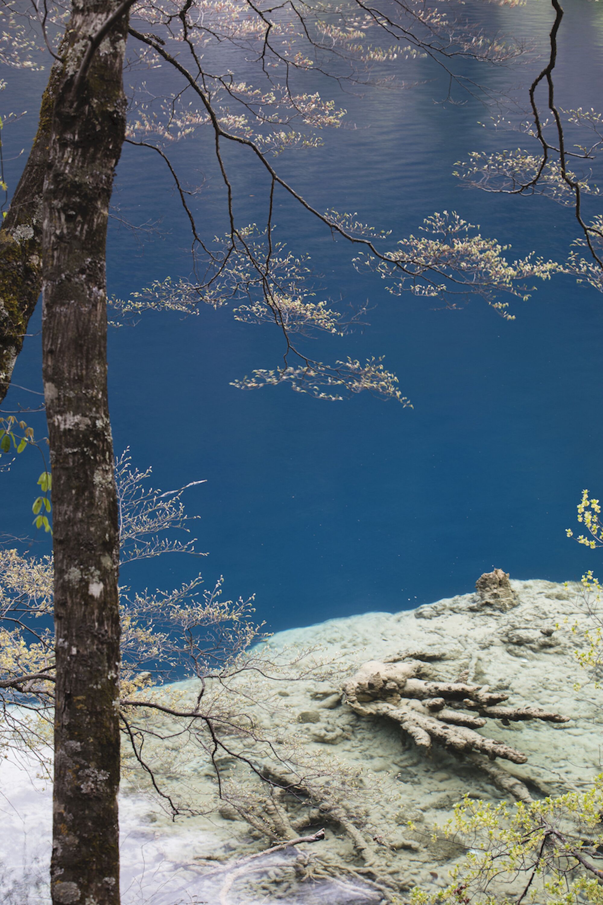 A natural landscape with a clear view of a lake, a rocky shoreline, and a tree in the foreground.