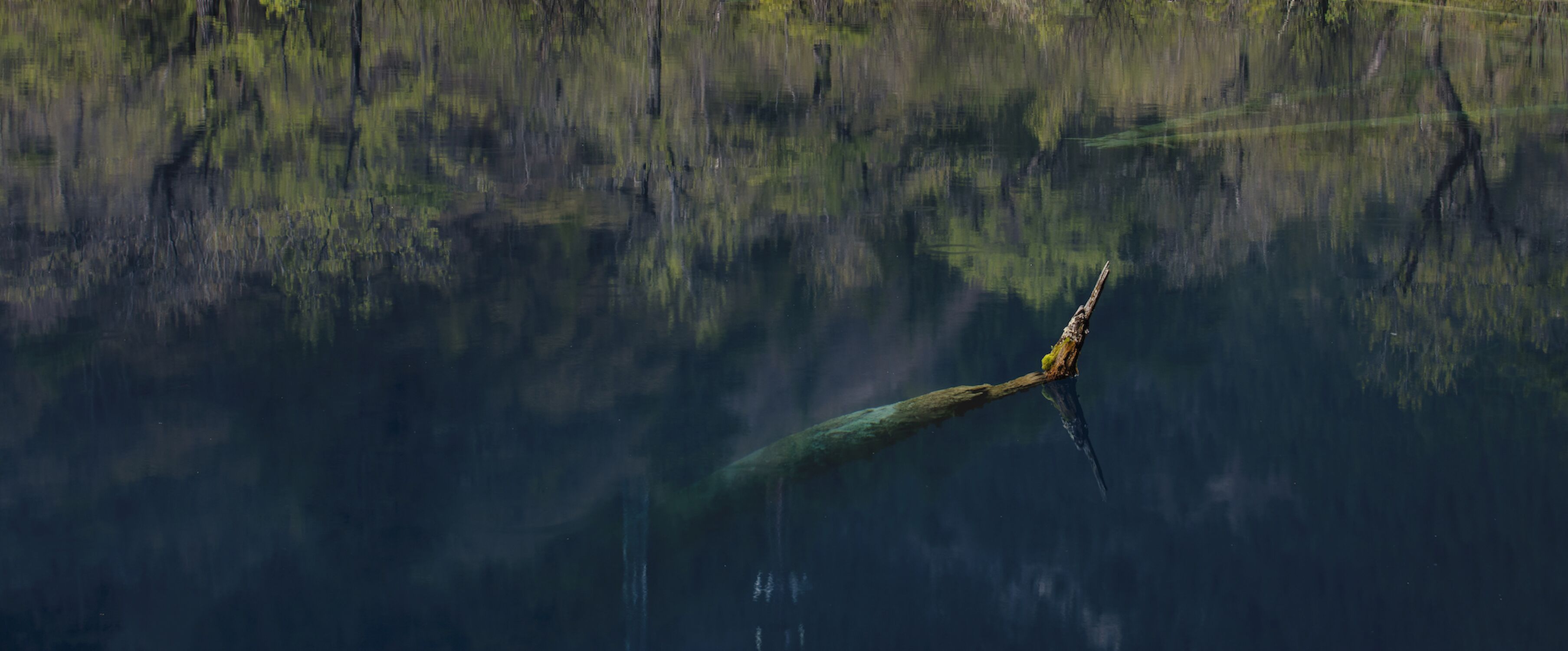 A calm body of water with a single tree branch extending over it.