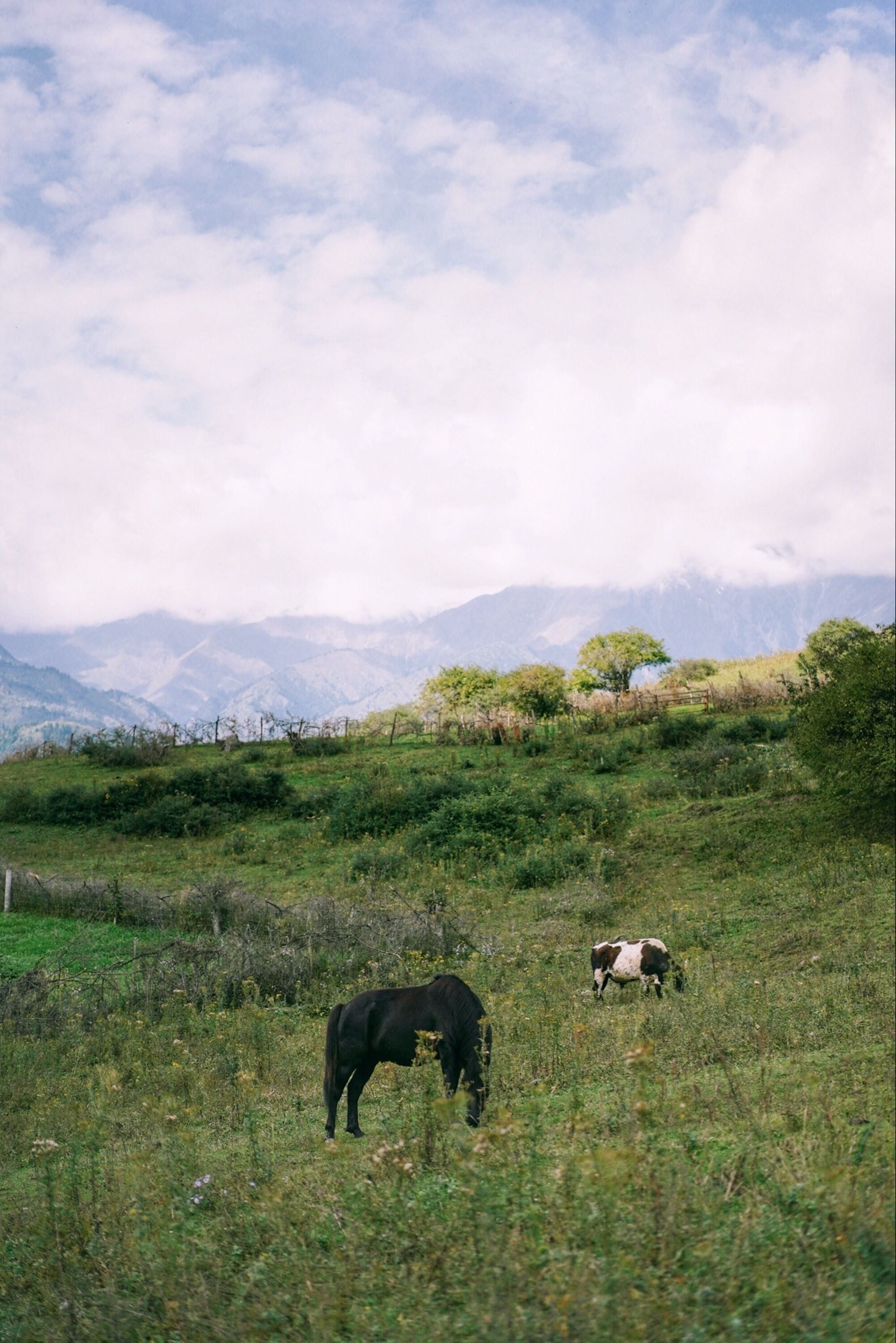 A grassy field with two cows grazing, a tree, and mountains in the background.