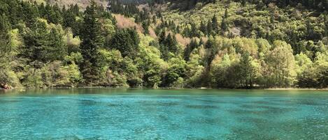 A clear lake surrounded by dense forest and mountains.