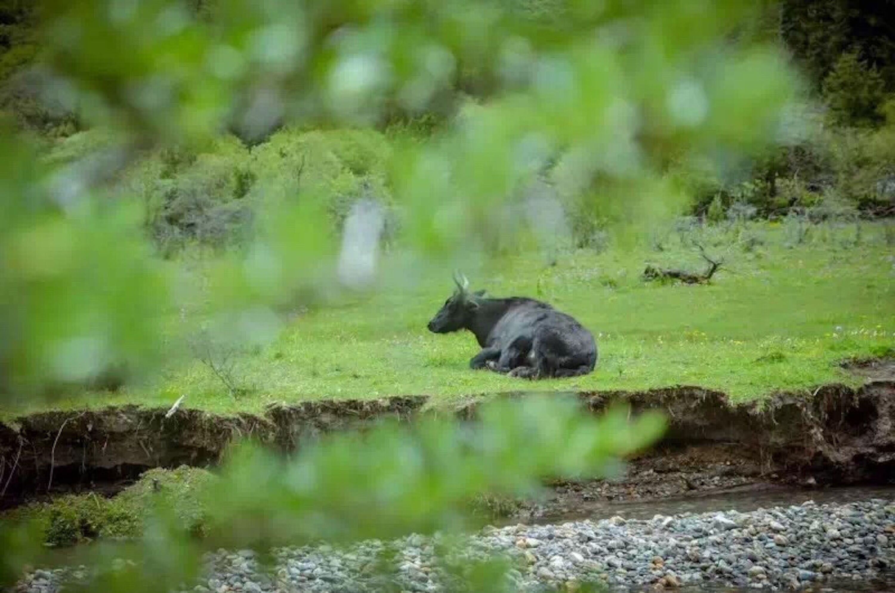 A black cow lying on a grassy field near a stream.